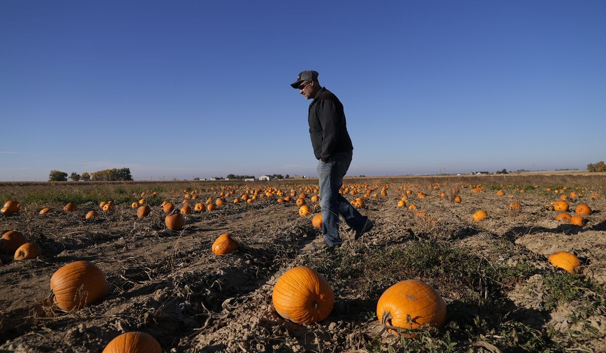 NextImg:How extreme weather in the U.S. may have affected the pumpkins you picked this year for Halloween