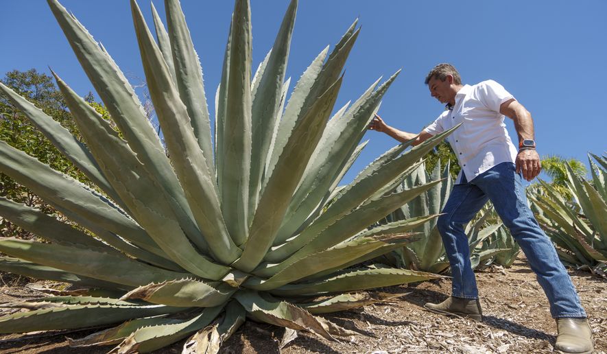 Leo Ortega tours agave plants at his home in Murrieta, Calif., Tuesday, Oct. 17, 2023. Agave thrives on almost no water. The plant isn&#x27;t grown on a large scale in California, and it would take years for that to happen, but local distillers say the spirits they&#x27;ve made from agave so far are selling out. (AP Photo/Damian Dovarganes)