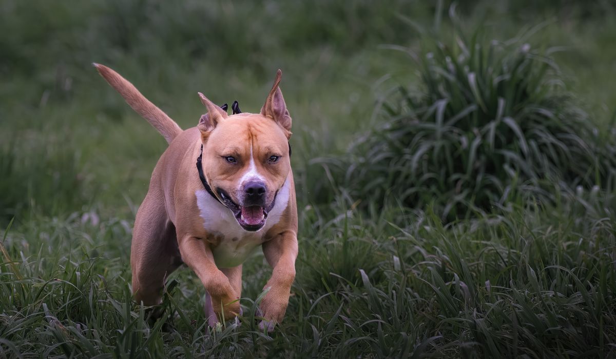NextImg:Utah woman who had leg amputated due to pit bull attack dies in hospital