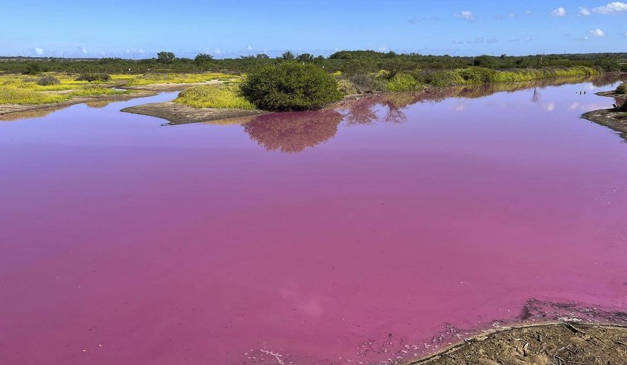 This Nov. 8, 2023, photo provided by Leslie Diamond shows the pond at the Kealia Pond National Wildlife Refuge on Maui, Hawaii, that turned pink on Oct. 30, 2023. Officials in Hawaii are investigating why the pond turned pink, but there are some indications that drought may be to blame. (Leslie Diamond via AP)