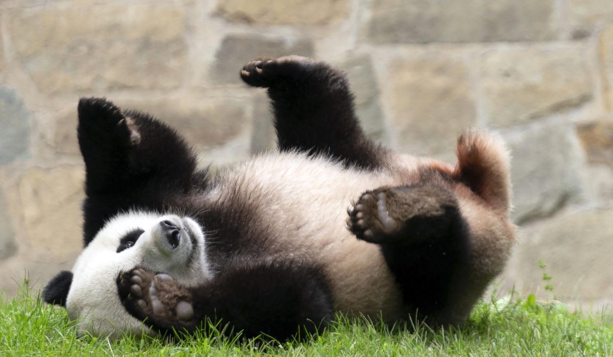 NextImg:Chinese president signals more pandas will be coming to the United States
