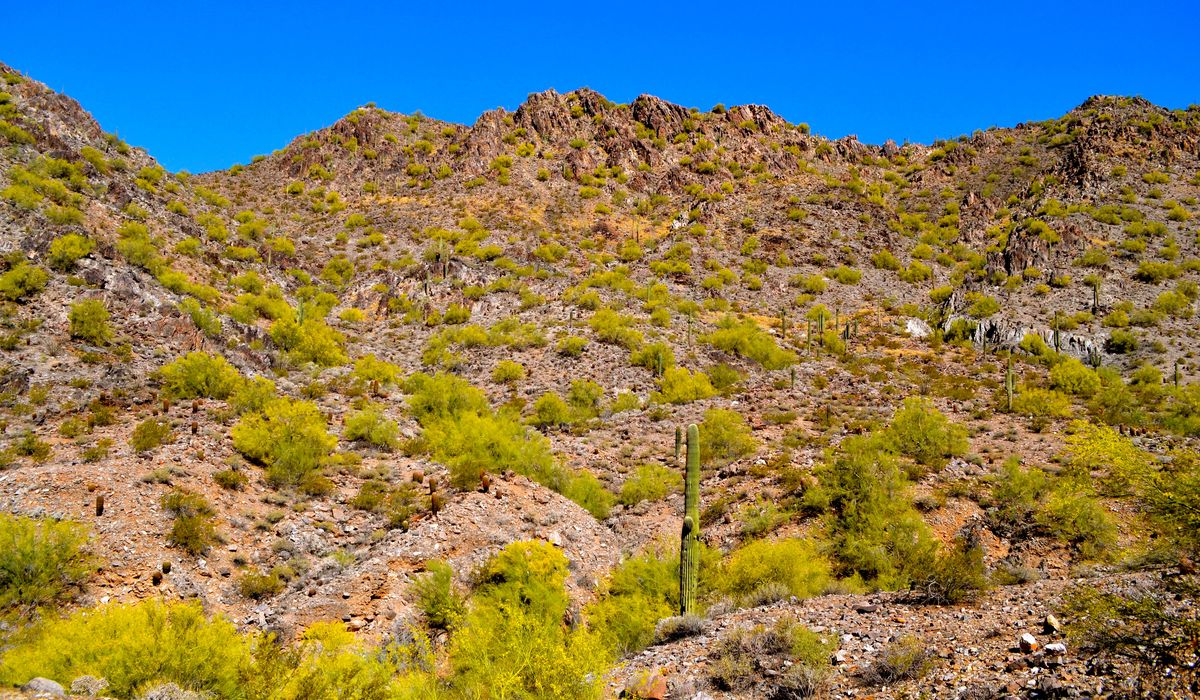 NextImg:Mysterious large cat spotted in Arizona; wildlife officials say it’s not a native species