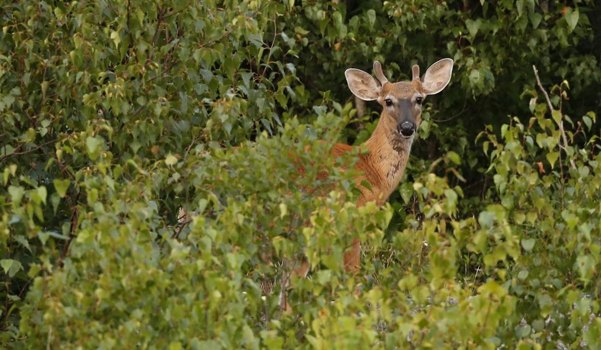 Deer crashes through window and runs amok in New Jersey elementary school