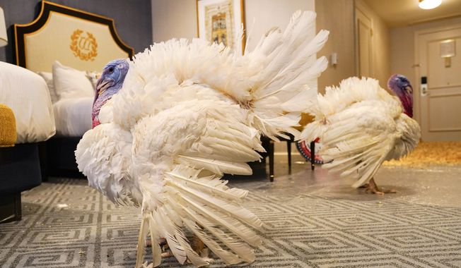 Two turkeys, named Liberty and Bell, who will attend the annual presidential pardon at the White House ahead of Thanksgiving, enjoy their hotel room, Sunday, Nov. 19, 2023, at the Willard InterContinental Hotel in Washington. (AP Photo/Jacquelyn Martin)