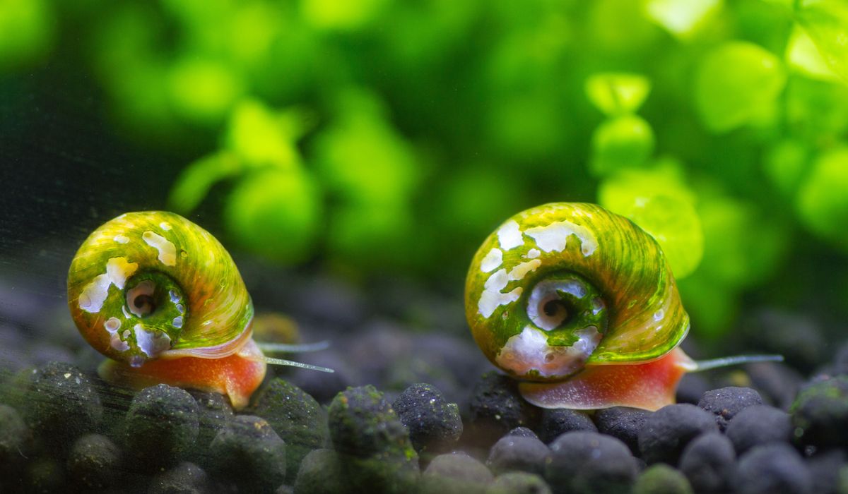 NextImg:Rare snail originally extinct in the wild reintroduced into North Carolina pond, first in 20 years
