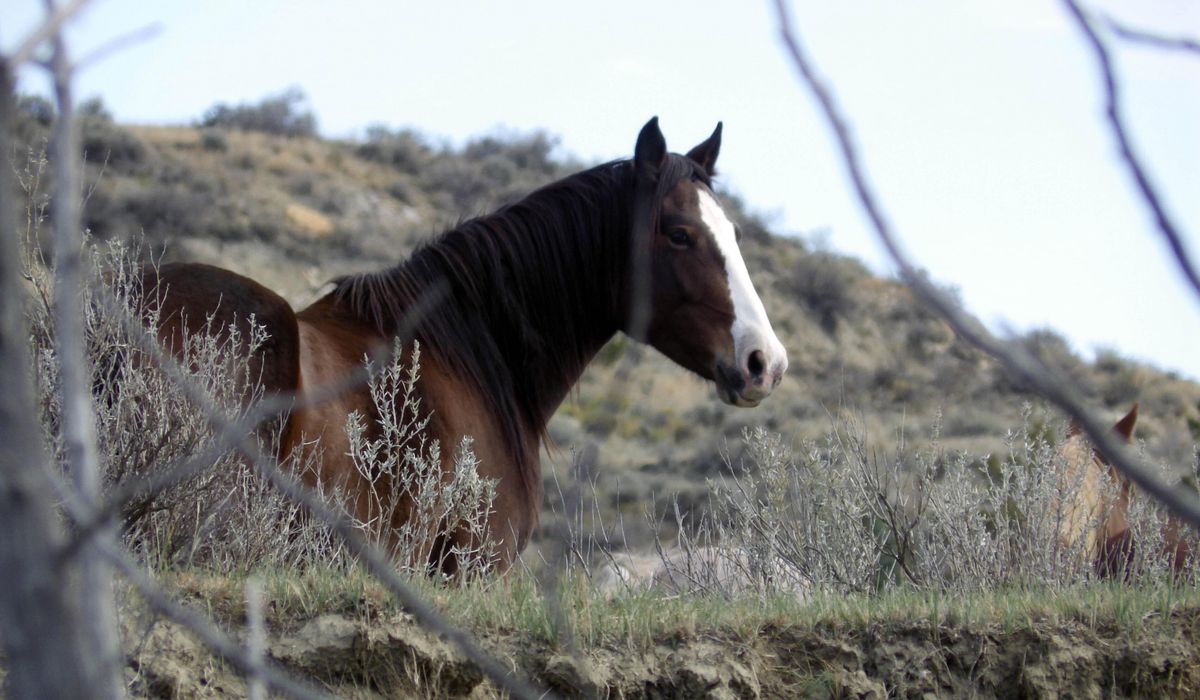NextImg:Horse found dead in Texas, shot in the head and with its legs bound