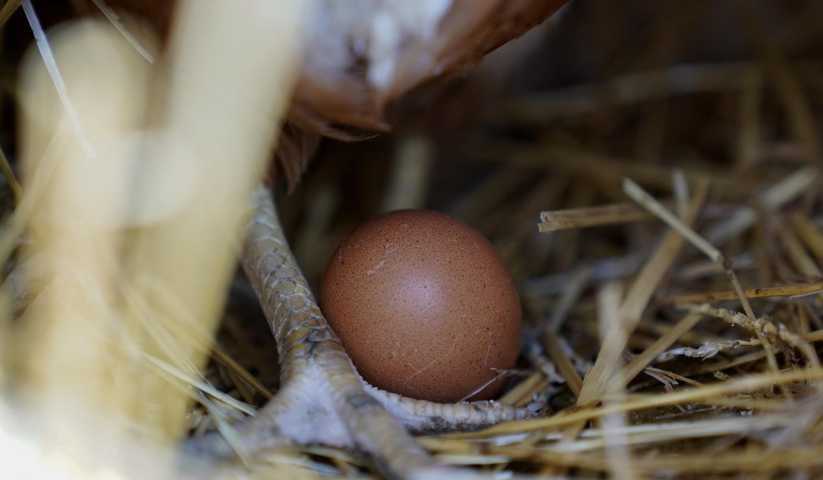 NextImg:Bird flu still taking toll on industry as 1.35 million chickens are being killed on an Ohio egg farm