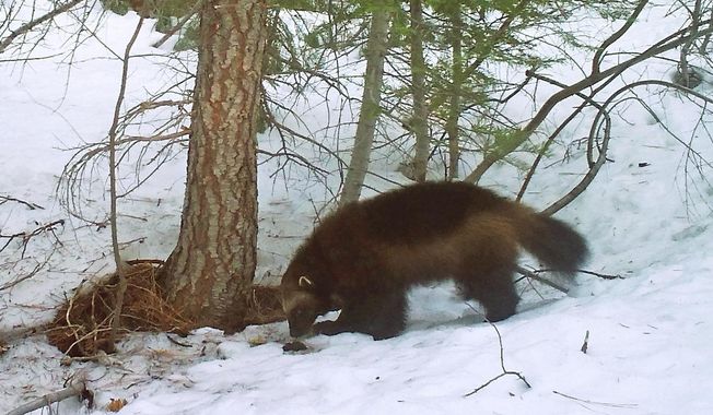 This photo provided by the California Department of Fish and Wildlife from a remote camera set by biologist Chris Stermer, shows a wolverine in the Tahoe National Forest near Truckee, Calif., on Feb. 27, 2016, a rare sighting of the elusive species in the state. Scientists estimate that only about 300 wolverines survive in the contiguous U.S. (Chris Stermer/California Department of Fish and Wildlife via AP, File)