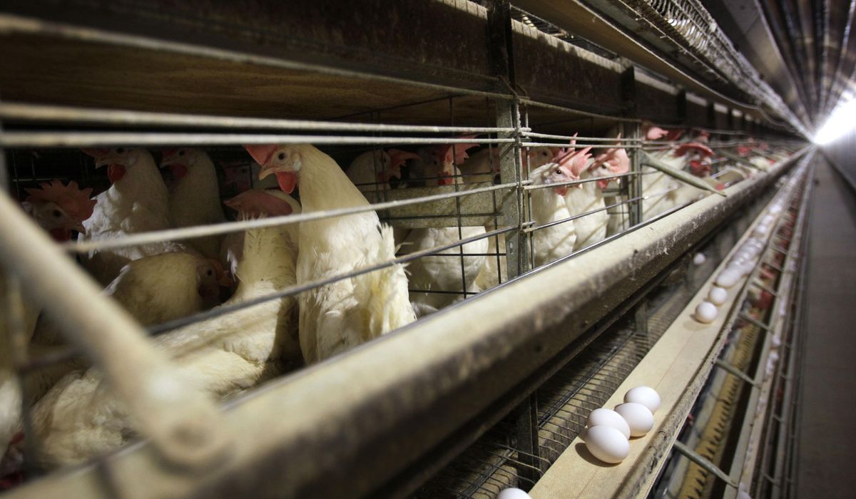 NextImg:Jury orders egg suppliers to pay $17.7 million in damages for price gouging in 2000s