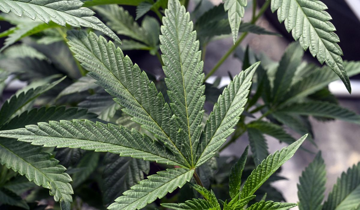 NextImg:Skunked: Mayor Eric Adams wants restrictions on where New Yorkers smoke recreational pot