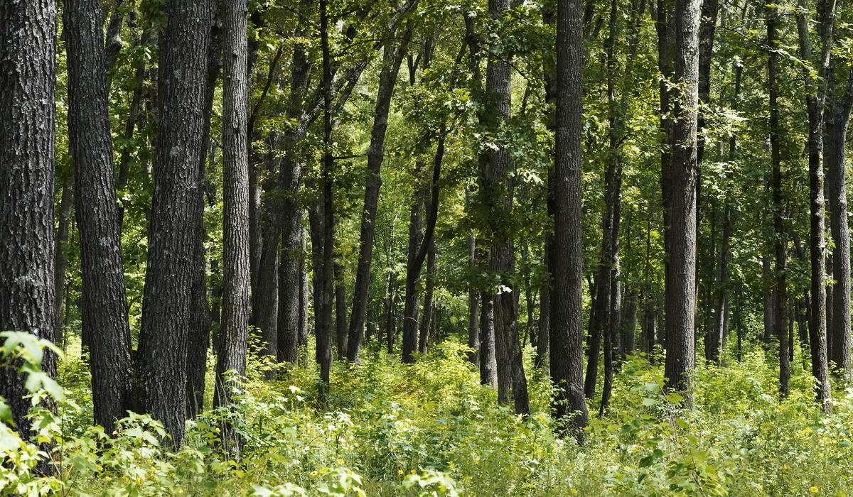 NextImg:Letter from governors’ group warns: Hands off American land