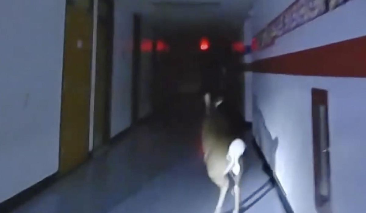 NextImg:WATCH: New Jersey elementary school paid an unexpected visit by wayward deer