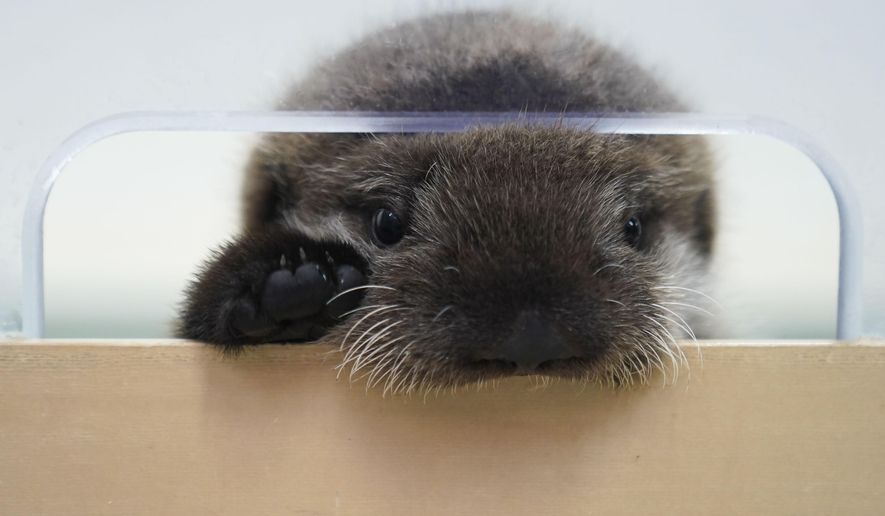 An eight-week-old sea otter rescued from Seldovia, Alaska, peaks out of his enclosure at Shedd Aquarium Wednesday, Dec. 6, 2023, in Chicago. The otter was found alone and malnourished and was taken to the Alaska SeaLife Center in Seward, Alaska, which contacted Shedd, and the Chicago aquarium was able to take the otter in. He will remain quarantined for a few months while he learns to groom and eat solid foods before being introduced to Shedd&#x27;s five other sea otters. (AP Photo/Erin Hooley)