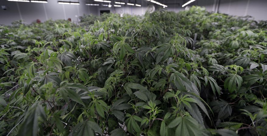 Marijuana plants grow in the Mother Room at AT-CPC of Ohio, Jan. 28, 2019, in Akron, Ohio. Ohio lawmakers are scrambling to write legislation to enact the will of the voters in last month's overwhelming victory for a ballot measure legalizing recreational marijuana. (AP Photo/Tony Dejak, File)