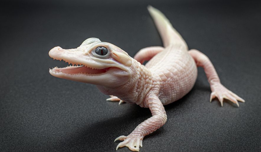 This photo provided by Gatorland shows a white-skinned, leucistic alligator. There are only seven leucistic alligators in the world with three of them located at Gatorland Orlando, according to officials with the reptile park located in central Florida, who announced the birth on Thursday, Dec. 7, 2023. (Ken Guzzetti/Gatorland via AP)