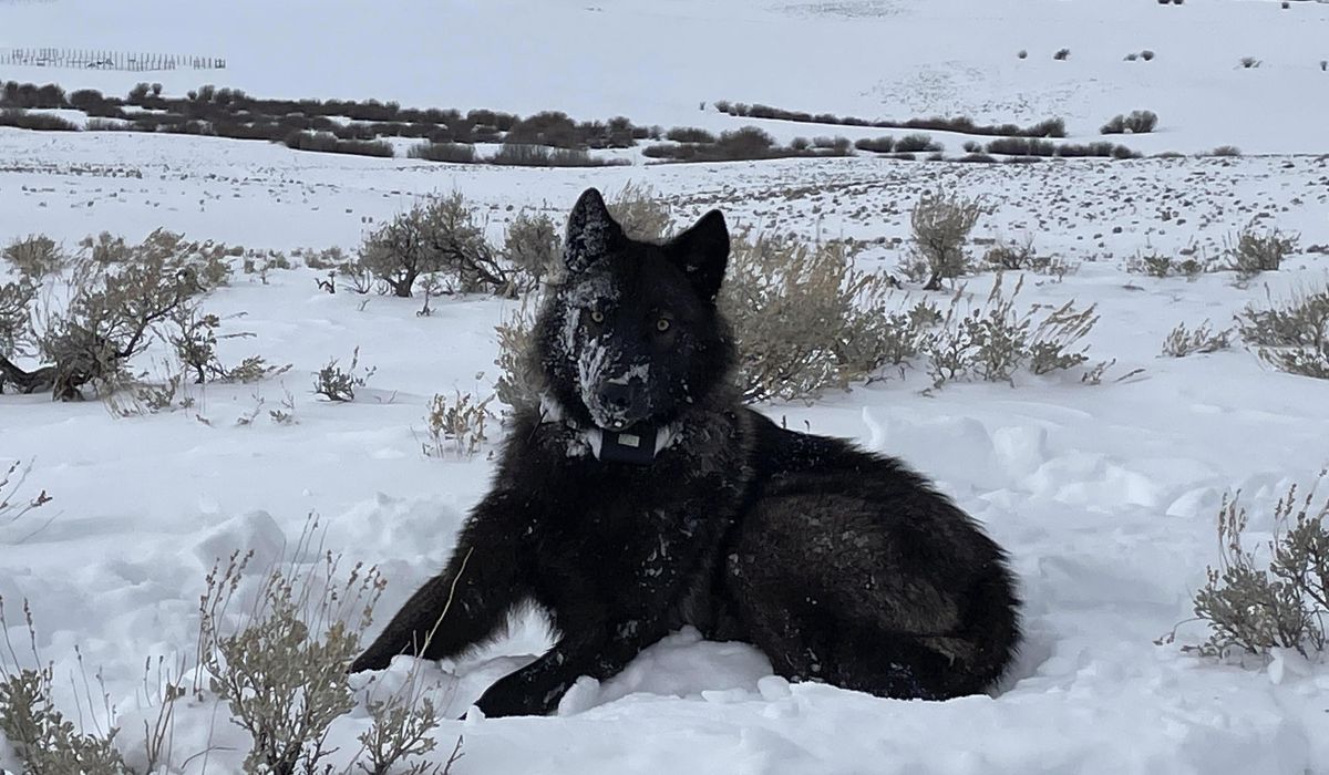 NextImg:Colorado cattle industry sues over wolf reintroduction on the cusp of the animals’ release
