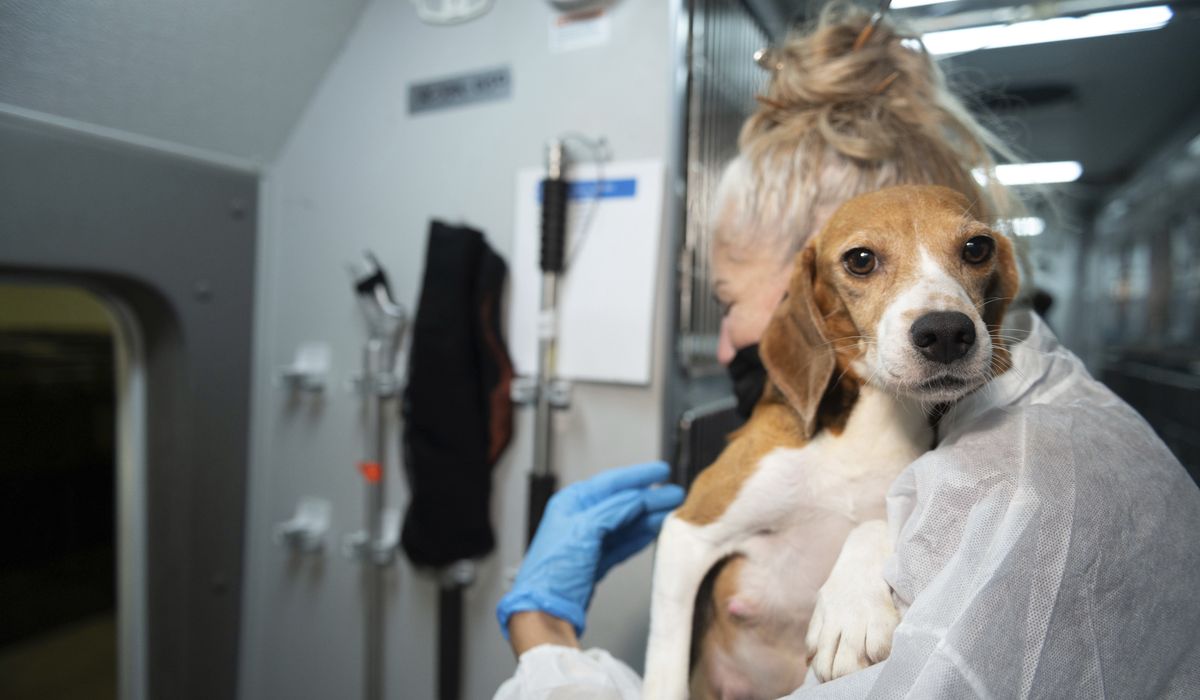 NextImg:Trump put EPA on course to end animal testing; Biden has started it up again