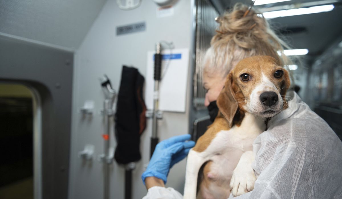 NextImg:Company that bred beagles for research pleads guilty to neglect, ordered to pay record $35M fine