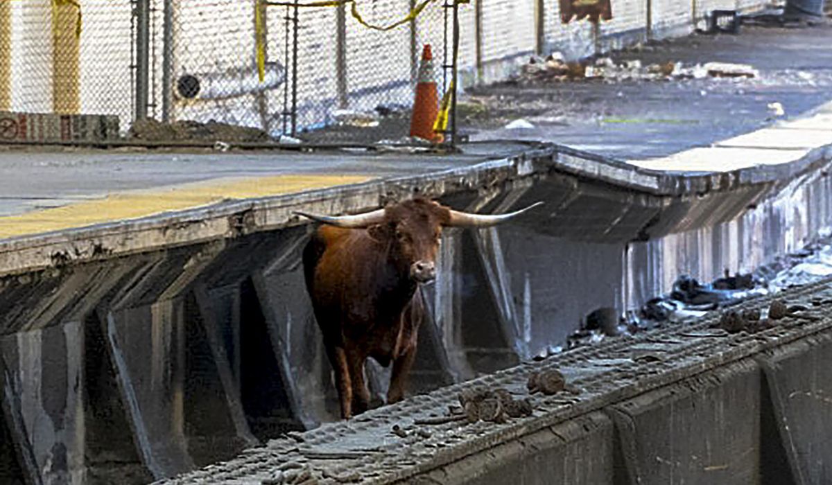 NextImg:Bull on tracks at New Jersey’s Newark station delays train traffic outside New York