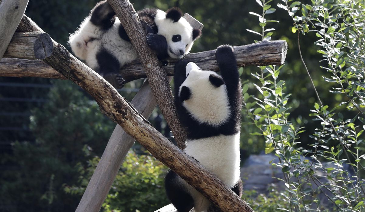 NextImg:Berlin Zoo sends the first giant pandas born in Germany to China