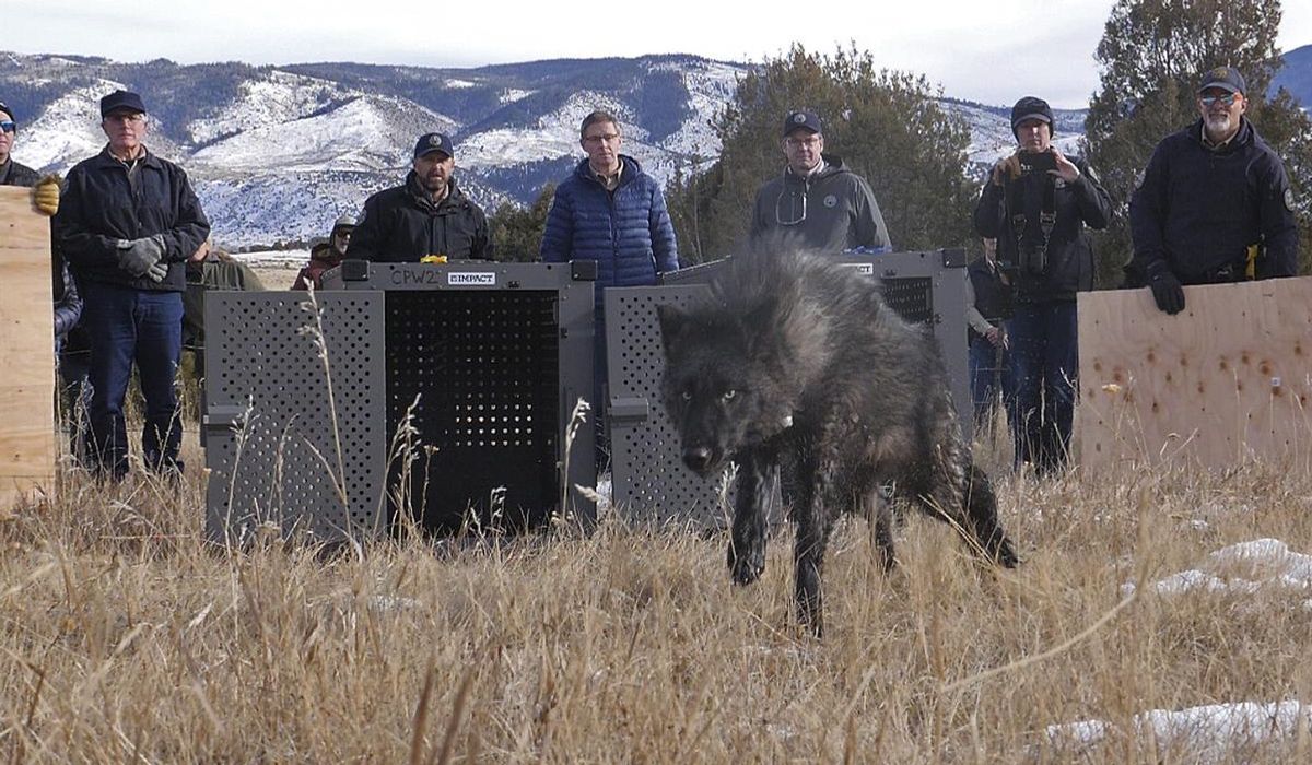 NextImg:Colorado releases first 5 wolves in reintroduction plan approved by voters to chagrin of ranchers