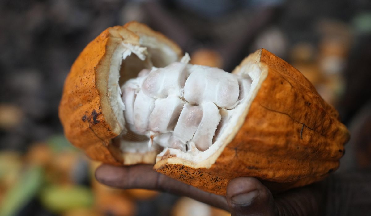 NextImg:Cocoa grown illegally in a Nigerian rainforest heads to companies that supply major chocolate makers