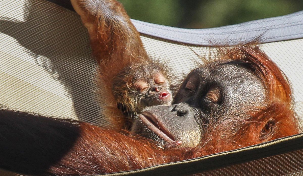 NextImg:Maury Povich calls out the dad again, this time of a Denver Zoo orangutan