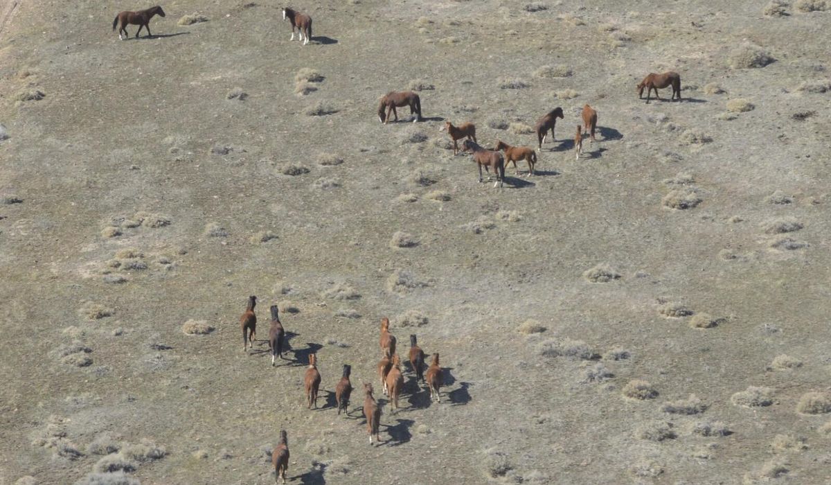 NextImg:Nevada rangeland taxed by wild horses, land managers plan to round up thousands of the animals