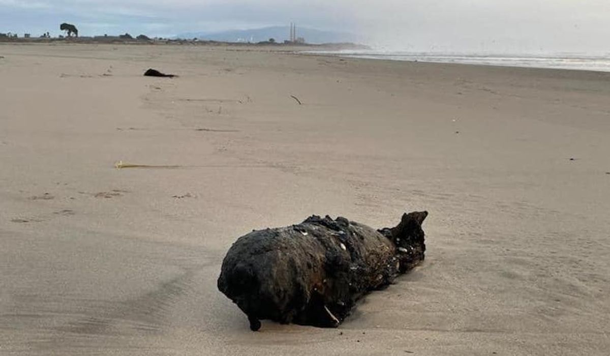 NextImg:Rusted, decades-old military ordnance washes up on California beach