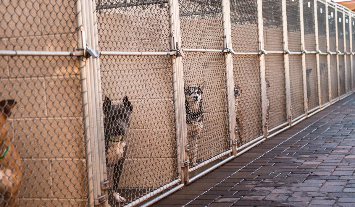NextImg:Maryland county reopens animal shelter after shutting it for dog illness