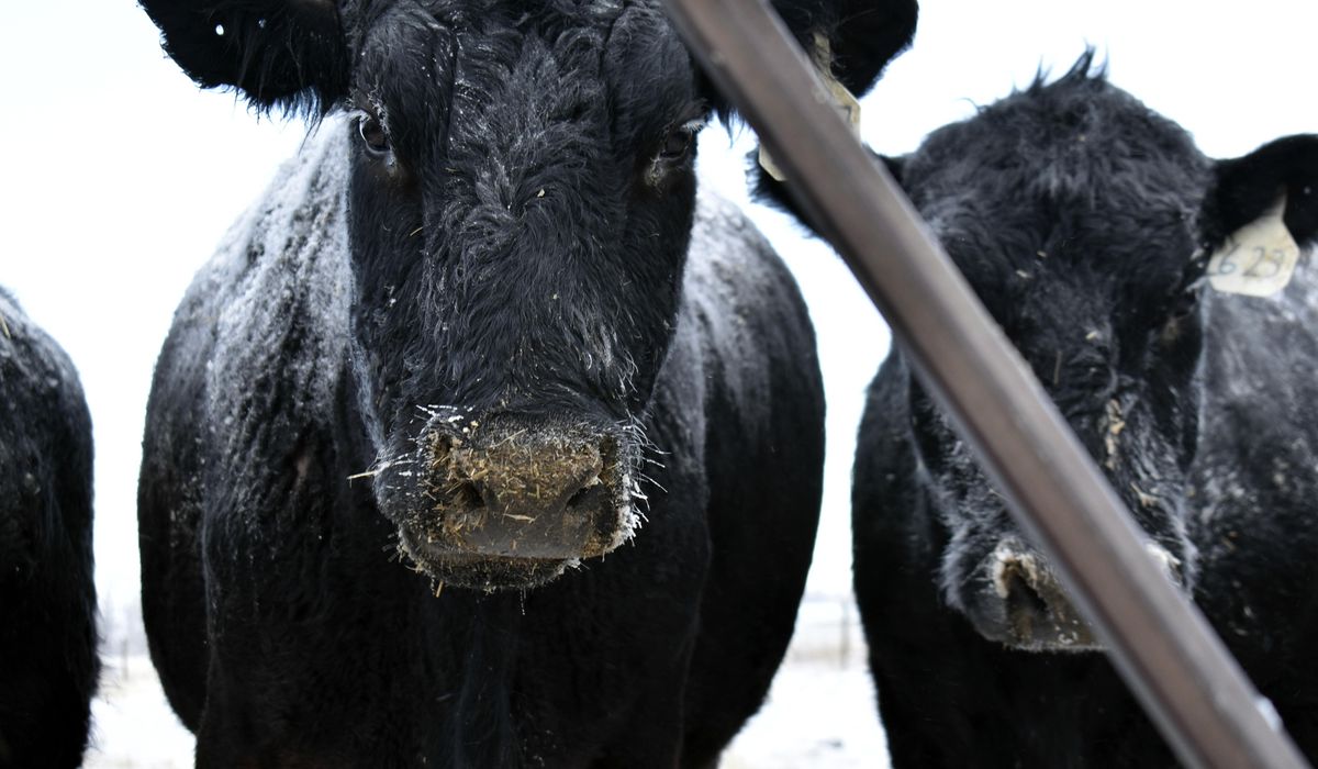 NextImg:Farm group warns beef prices could hit record highs as cattle inventory declines