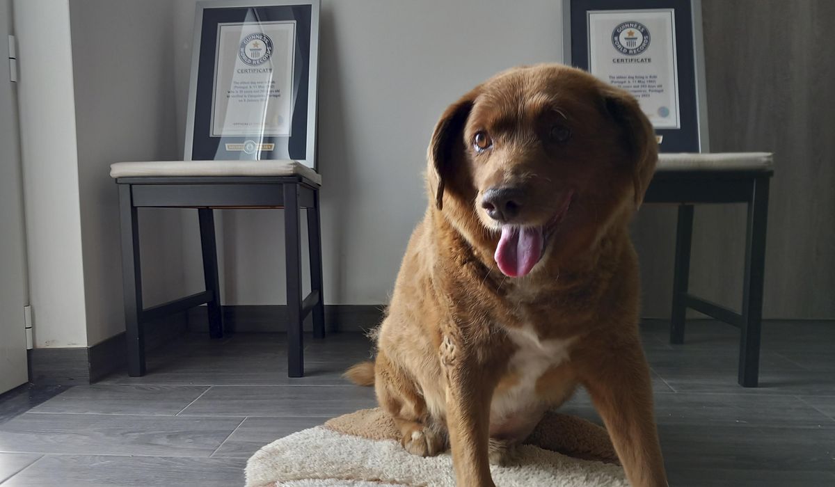 NextImg:Guinness World Records suspends ‘oldest dog ever’ title for Portuguese canine during a review