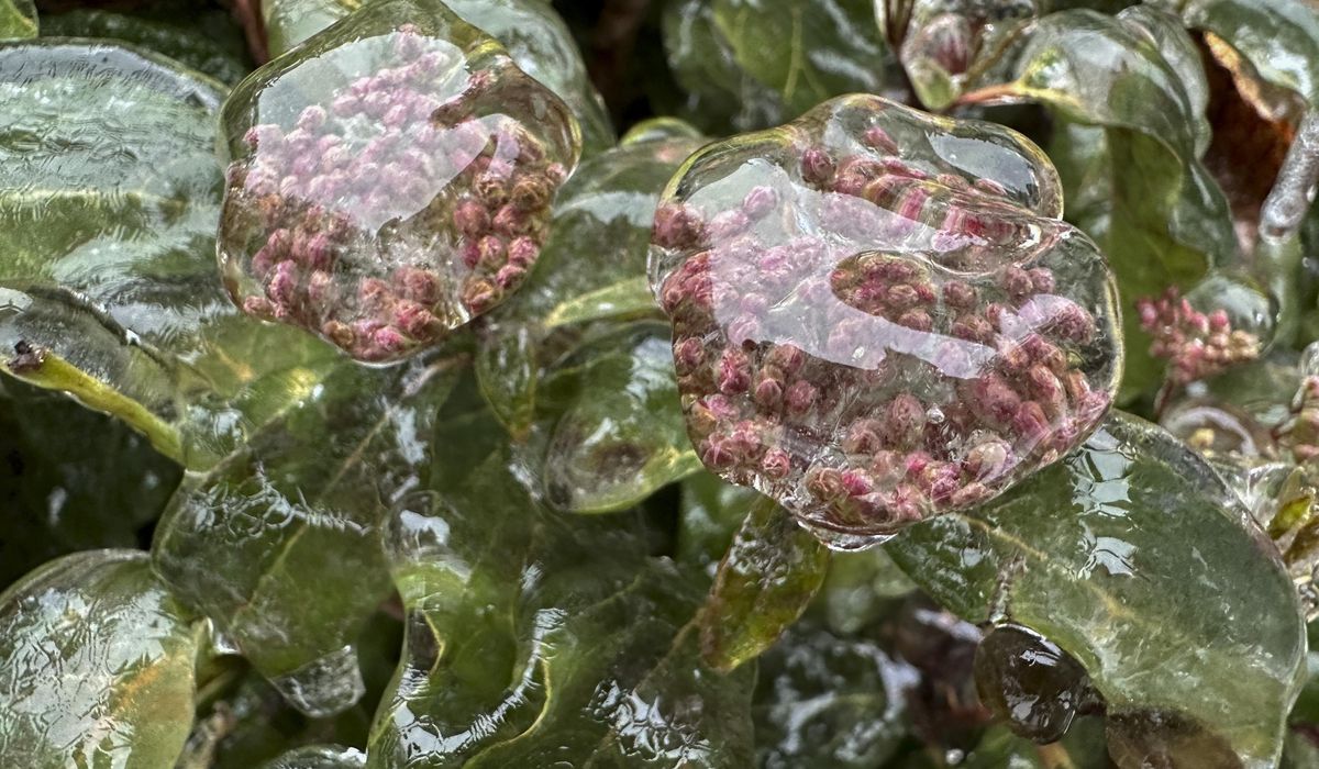 NextImg:Pacific Northwest residents are told to stay off the roads as ice coats the region