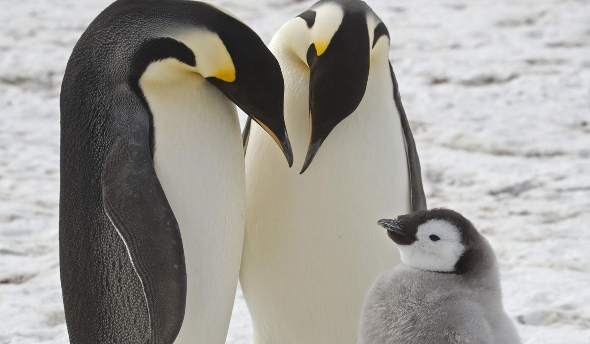 NextImg:Emperor penguins spotted in previously unknown colonies in Antarctica