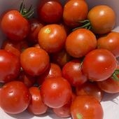 This Aug. 18, 2019, image provided by Jessica Damiano shows a bowl of freshly harvested cherry tomatoes. Planting fruits, herbs and vegetables that are expensive to buy at the supermarket is a good way to cut your grocery bill. Cherry and grape tomato plants can produce thousands of fruit over the course of a growing season. (Jessica Damiano via AP)