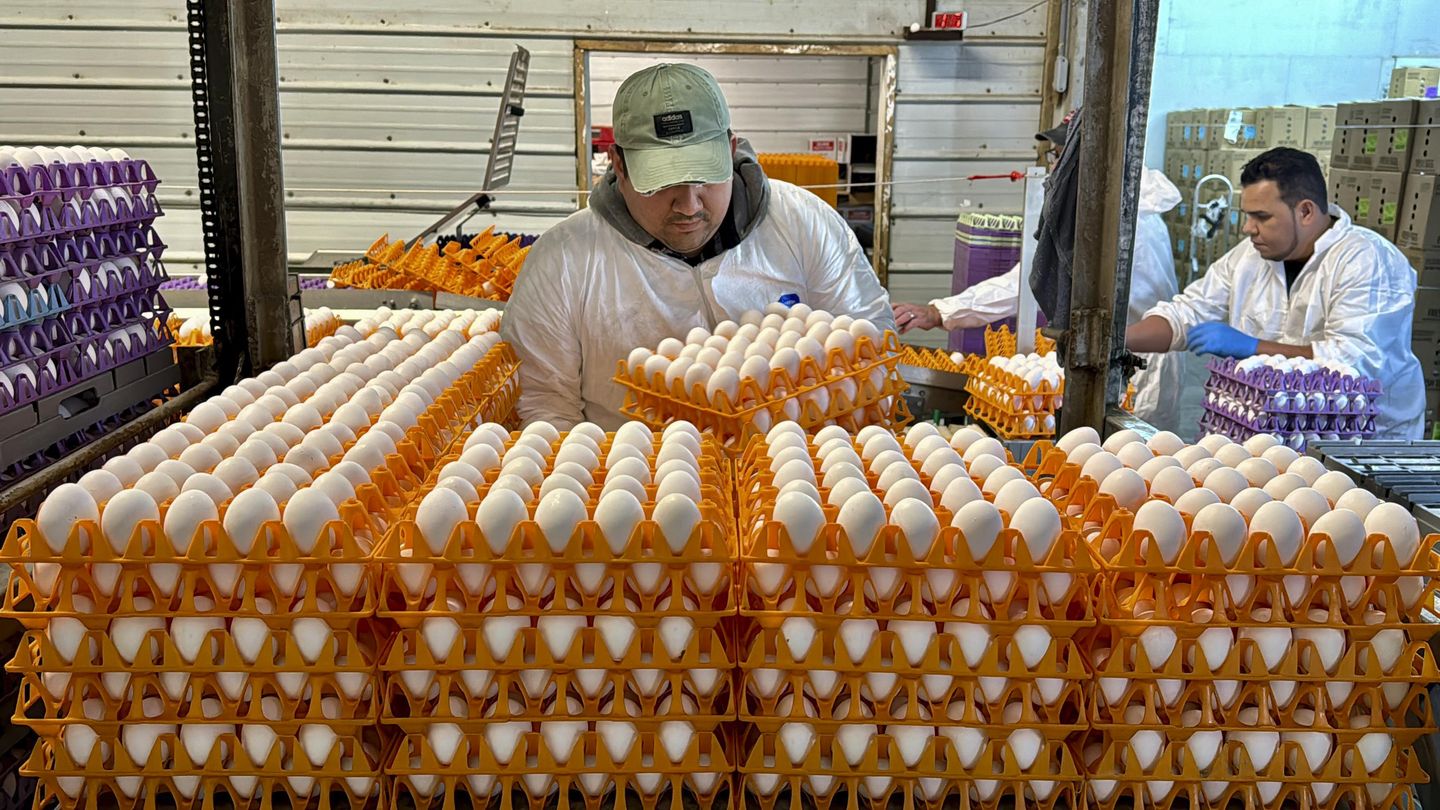 Avian flu is devastating farms in California's 'Egg Basket' as outbreaks roil poultry industry