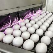 Eggs are cleaned and disinfected at the Sunrise Farms processing plant in Petaluma, Calif., on Thursday, Jan. 11, 2024, which has seen an outbreak of avian flu in recent weeks. A year after the bird flu led to record egg prices and widespread shortages, the disease known as highly pathogenic avian influenza is wreaking havoc in California, which escaped the earlier wave of outbreaks that that devastated poultry farms in the Midwest. (AP Photo/Terry Chea)