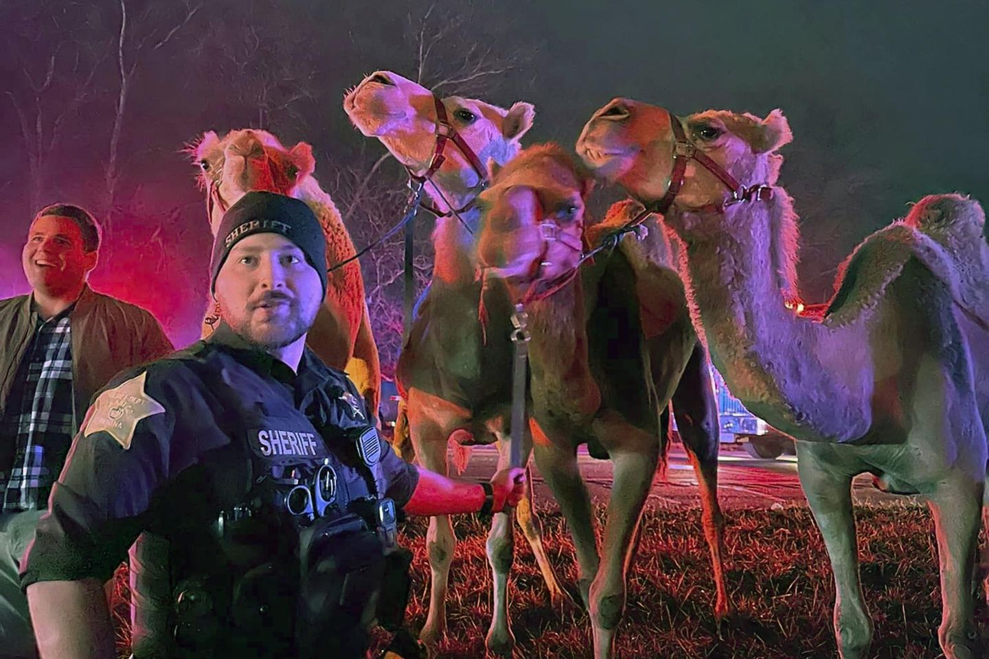 Zebras, camels and flames, oh my! Circus animals rescued after truck catches fire on Indiana highway