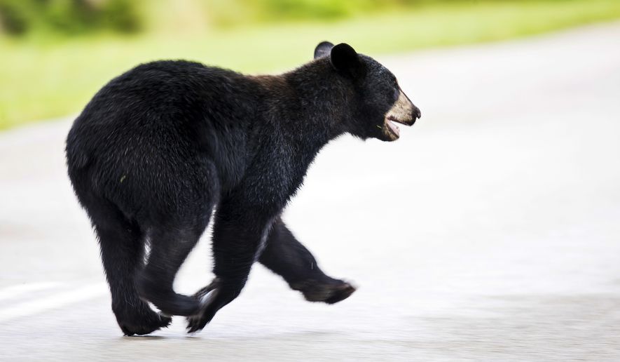 A juvenile black bear on May 26, 2020. (Andrew West/The News-Press via AP)