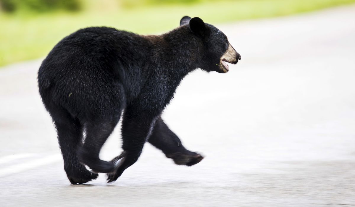 NextImg:Black bear cub spotted in District’s Brookland neighborhood