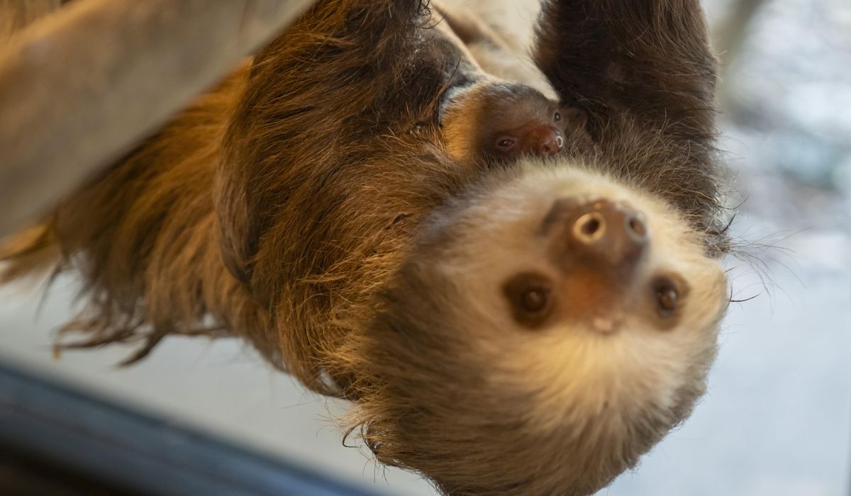 NextImg:Florida zoo welcomes furry baby Hoffman’s two-toed sloth