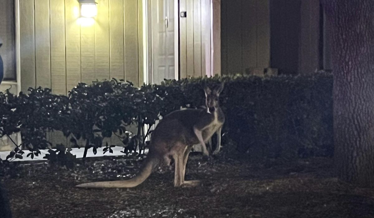 NextImg:Escaped kangaroo rescued from pool area of Tampa apartment complex