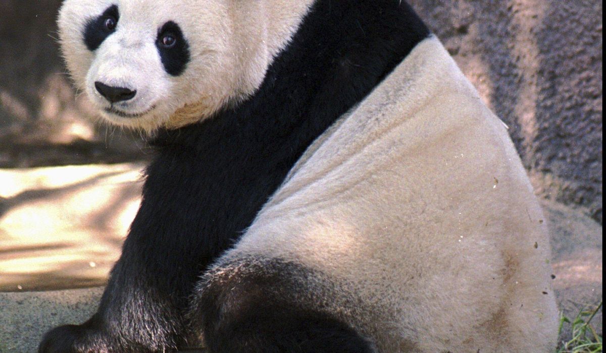 NextImg:Black and white and adored all over. China pledges pair of pandas for San Diego Zoo