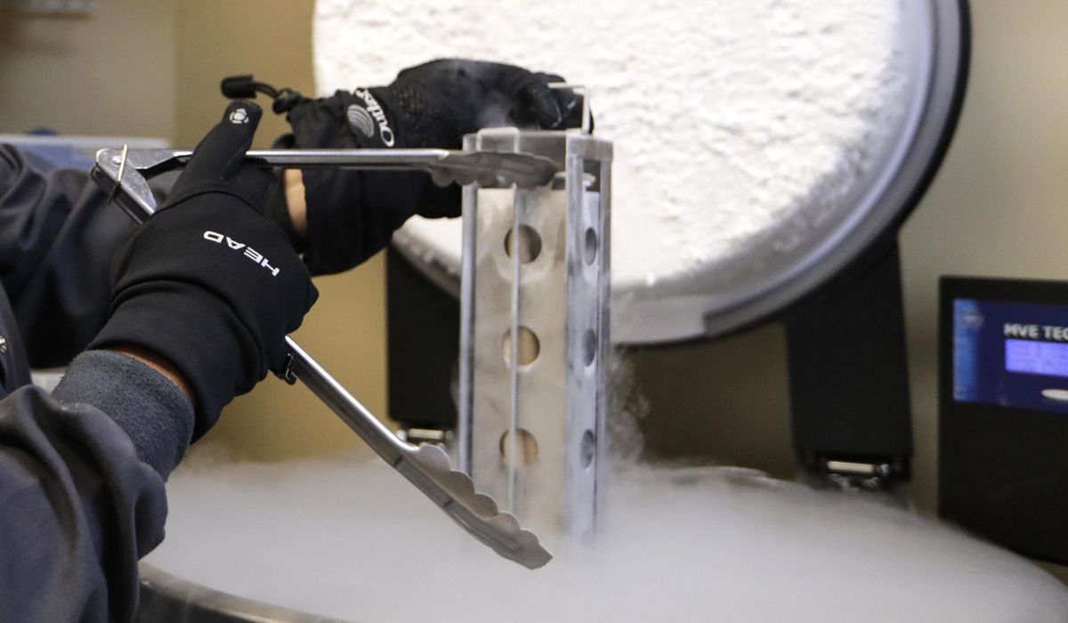 NextImg:Embryos considered invaluable one minute, ‘medical waste’ the next
