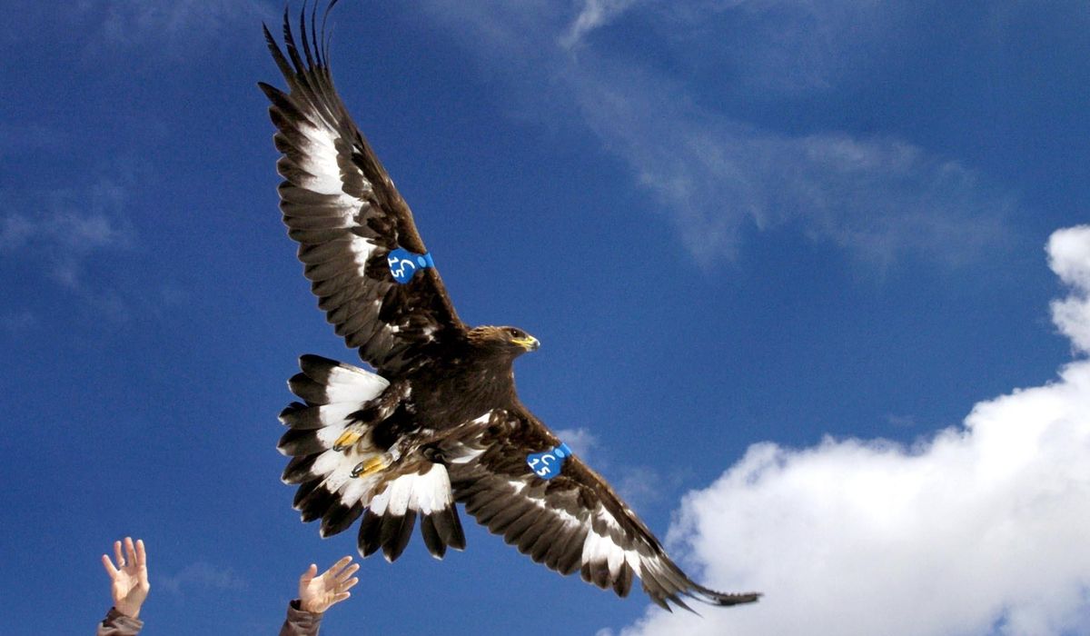 NextImg:Man to plead guilty in ‘killing spree’ of eagles and other birds for feathers prized by tribes