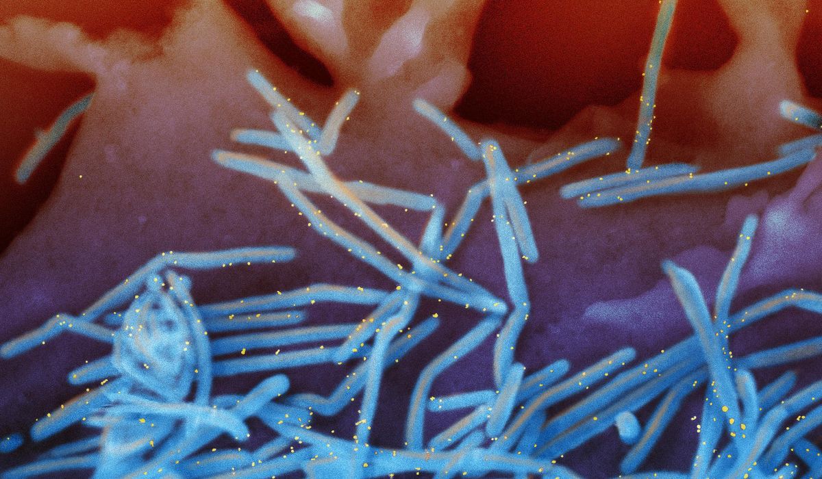 NextImg:Officials investigate rare nervous system disorder in older adults who got RSV vaccine