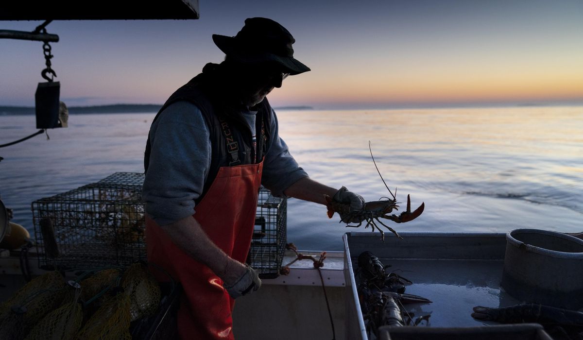 NextImg:Lobster catch dips to lowest level since 2009 as fishers grapple with climate change, whale rules