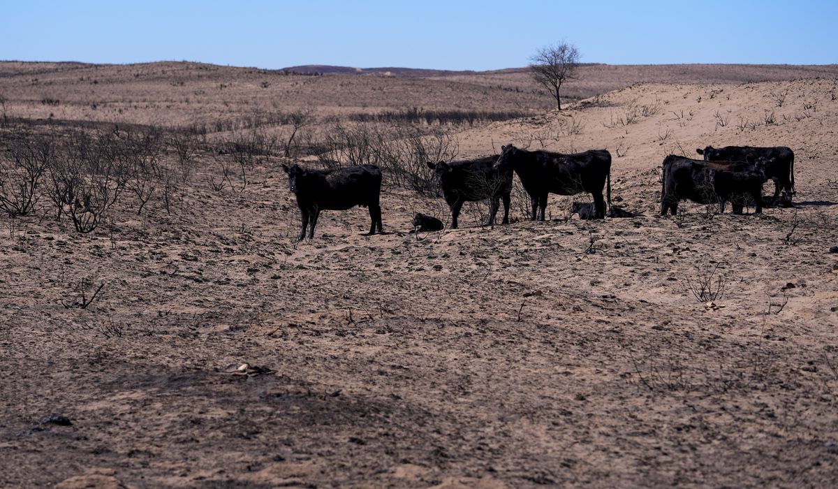 NextImg:Texas Panhandle ranchers face losses and grim task of removing dead cattle killed by wildfires