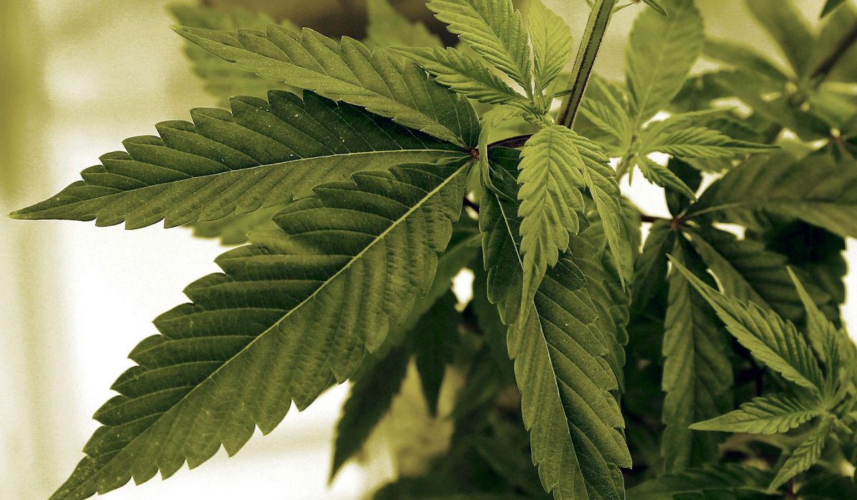 NextImg:Cannabis sales in Minnesota likelier to start later than expected. How much later isn’t clear