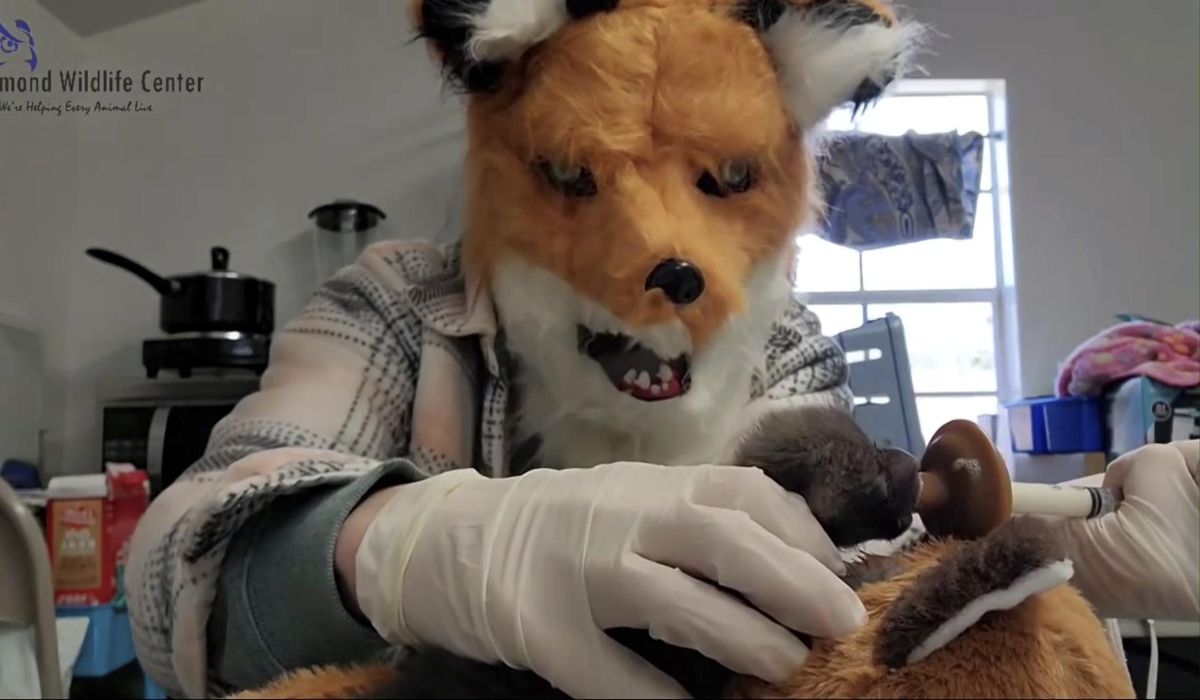 NextImg:Staffers at a Virginia wildlife center pretend to be red foxes as they care for an orphaned kit